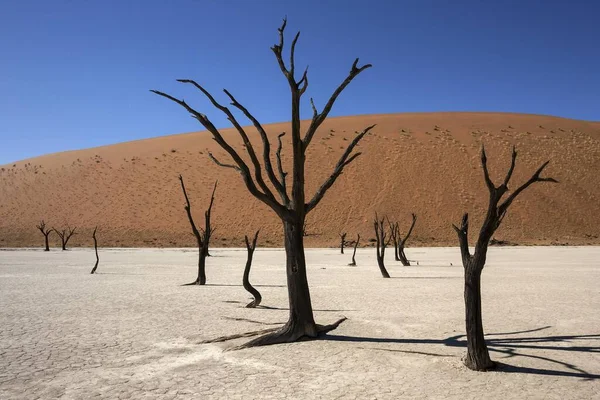 Ölü Deve Dikeni Ağaçları Vachellia Erioloba Kum Tepeleri Tuz Kil — Stok fotoğraf