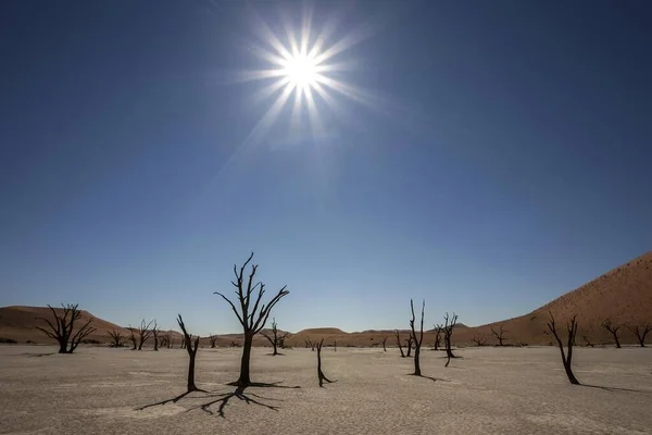 Dode Kamelendoornbomen Vachellia Erioloba Zandduinen Zout Kleipan Verlicht Dode Vlei — Stockfoto