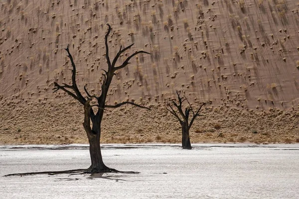 Tote Kameldornbäume Vachellia Erioloba Hinten Mit Grasbüscheln Bedeckte Sanddüne Dead — Stockfoto