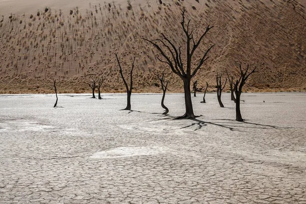 Ölü Deve Dikeni Ağaçları Vachellia Erioloba Sırtında Çimlerle Kaplı Kum — Stok fotoğraf