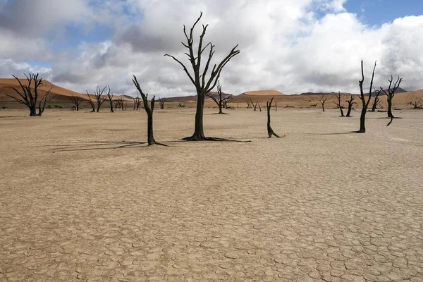 Döda Kameltaggsträd Vachellia Erioloba Sanddyner Salt Och Lerpanna Dead Vlei — Stockfoto