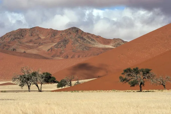 Wydmy Piaszczyste Kolce Wielbłądzie Vachellia Erioloba Sossusvlei Pustynia Namib Park — Zdjęcie stockowe