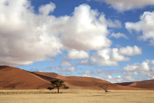 Camel Thorn Trees Vachellia Erioloba Sand Dunes Dune Sossusvlei Namib — Stock fotografie