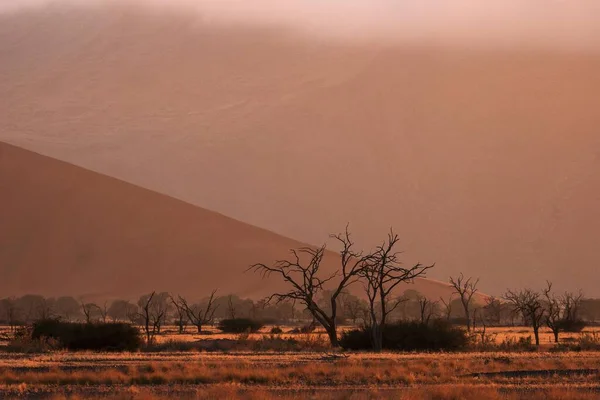 Martwe Kolce Wielbłąda Vachellia Erioloba Świt Sossusvlei Pustynia Namib Park — Zdjęcie stockowe