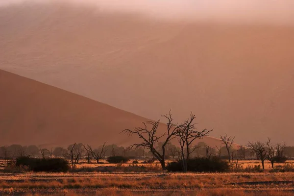 Spine Cammello Morte Vachellia Erioloba Alba Sossusvlei Namib Desert Namib — Foto Stock