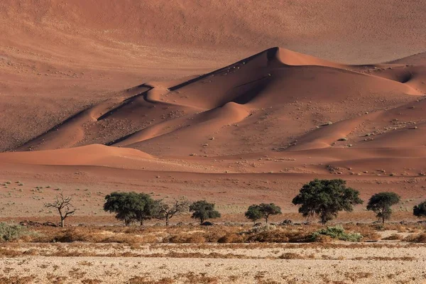 Wydmy Piaszczyste Kolce Wielbłądzie Vachellia Erioloba Przodu Sossusvlei Pustynia Namib — Zdjęcie stockowe