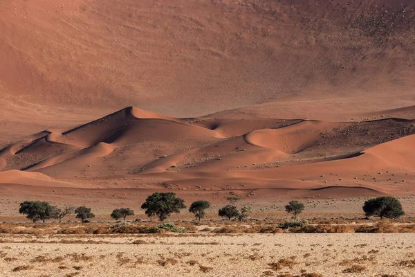 Homokdűnék Tevefák Vachellia Erioloba Elöl Sossusvlei Namib Sivatag Namib Naukluft — Stock Fotó