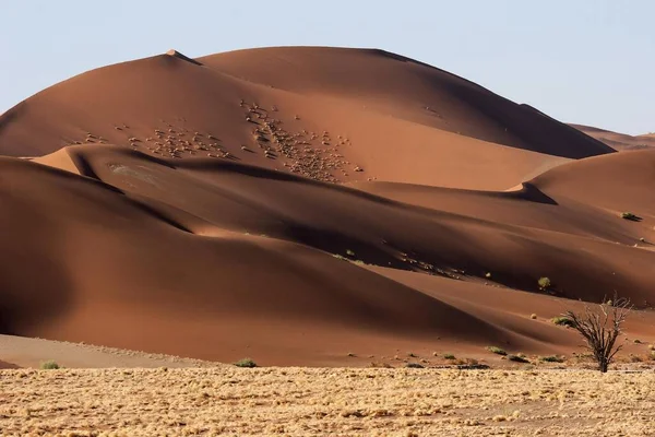 Wydmy Piaszczyste Pustynia Sossusvlei Namib Naukluft National Park Namibia Afryka — Zdjęcie stockowe
