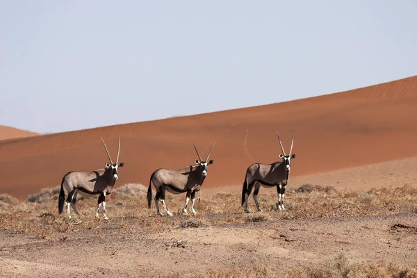 Gemsboks Gemsbucks Oryx Gazella Hiddenvlei Sossusvlei Namibische Woestijn Nationaal Park — Stockfoto