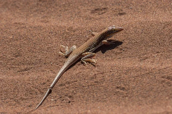 Lagarto Areia Aporosaura Anchietae Sossusvlei Deserto Namib Parque Nacional Namib — Fotografia de Stock