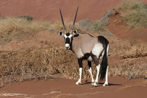 Gemsbok Gemsbuck Oryx Gazella Hiddenvlei Sossusvlei Namibische Woestijn Nationaal Park — Stockfoto