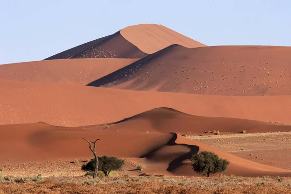 Wydmy Piaszczyste Kolce Wielbłądzie Vachellia Erioloba Przodu Sossusvlei Pustynia Namib — Zdjęcie stockowe