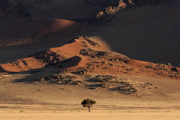 Dunas Areia Espinho Camelo Vachellia Erioloba Frente Luz Noite Sossusvlei — Fotografia de Stock