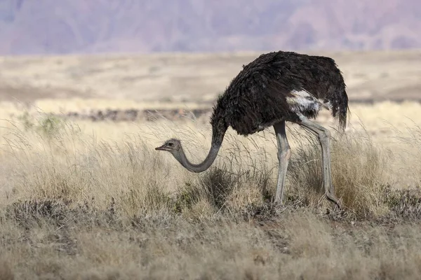 Struś Afrykański Struthio Camelus Sossusvlei Pustynia Namib Park Narodowy Namib — Zdjęcie stockowe