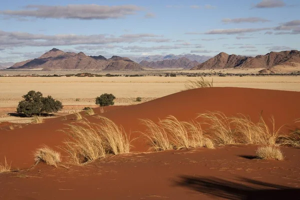 Elim Dune Uitzicht Graslanden Kamelendoornbomen Vachellia Erioloba Sesriem Camp Tsaris — Stockfoto