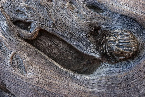 Holzstruktur Eines Abgestorbenen Kameldornbaums Vachellia Erioloba Namibia Afrika — Stockfoto