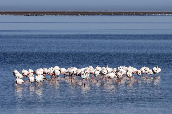 Flamencos Mayores Phoenicopterus Roseus Bahía Walvis Namibia África —  Fotos de Stock