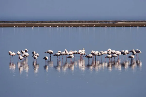 Große Flamingos Phoenicopterus Roseus Walvisbucht Namibia Afrika — Stockfoto