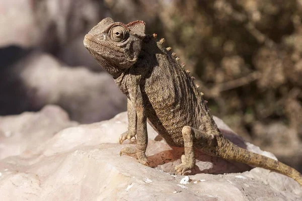 Namaqua Chameleon Chamaeleo Namaquensis Біля Свакопмунда Намібія Африка — стокове фото