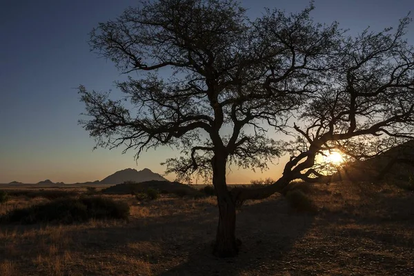 가문비나무 의작은 스피츠 아프리카 백라이트 — 스톡 사진