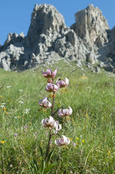 Turk Cap Lilia Lilium Martagon Kwitnienie Górska Łąka Przed Skałami — Zdjęcie stockowe