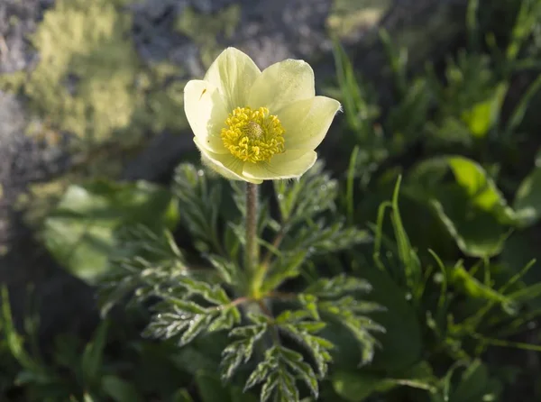 Alpin Pasqueflower Pulsatilla Alpina Lavizzara Kantonen Ticino Alperna Schweiz Europa — Stockfoto