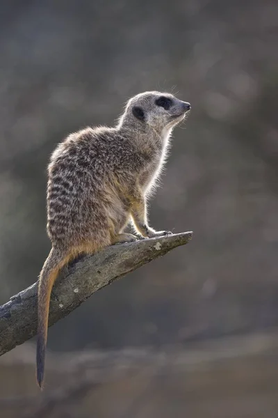Meerkat Suricata Suricatta Alert Tree Trunk Native Africa Captive — 스톡 사진