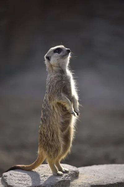 Meerkat Suricata Suricatta Alarm Rodzimy Dla Afryki Niewolnik — Zdjęcie stockowe