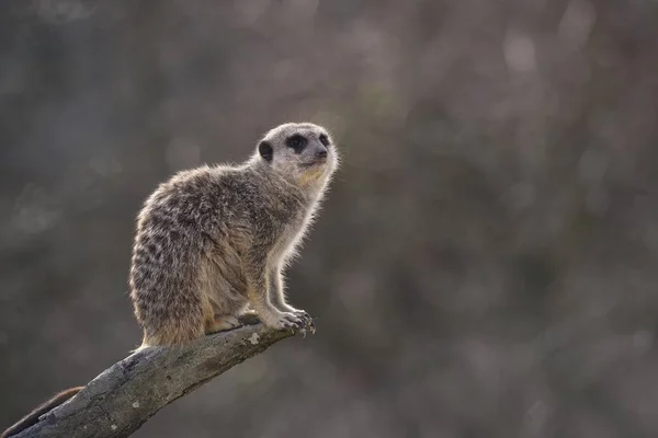 Meerkat Suricata Suricatta Varning Trädstam Hemma Afrika Fångenskap — Stockfoto