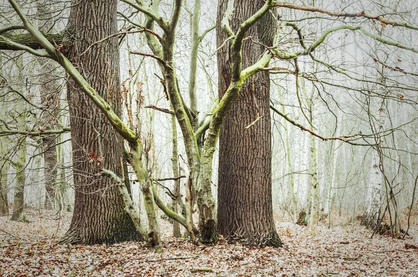 德国勃兰登堡森林中的古英语橡树 — 图库照片