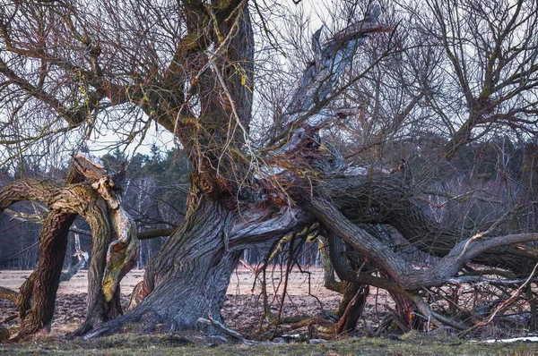 Oude Engelse Eiken Het Bos Brandenburg Duitsland Europa — Stockfoto