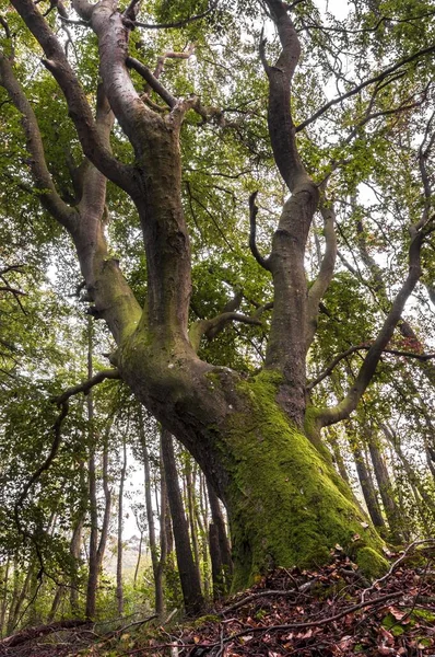 Oude Engelse Eiken Het Bos Brandenburg Duitsland Europa — Stockfoto