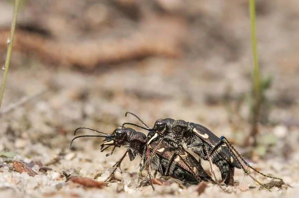 Nördlicher Dünentigerkäfer Cicindela Hybrida Kopulation Brandenburg Deutschland Europa — Stockfoto