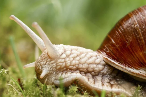 Burgundy Snail Helix Pomatia Brandenburg Germany Europe — Stock Photo, Image