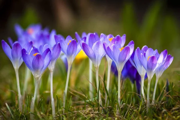 番红花 番红花属 Brandenburg Germany Europe — 图库照片