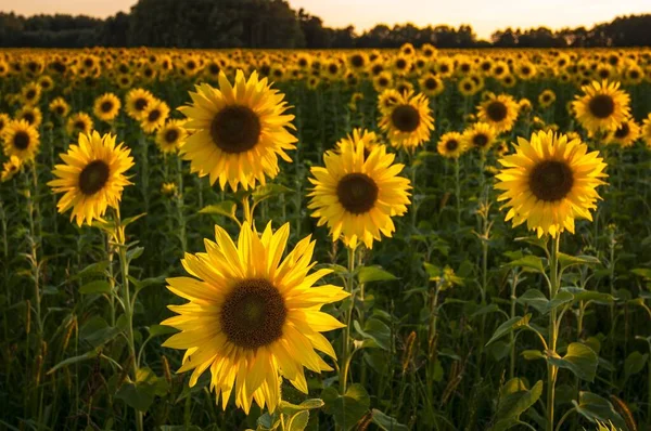 Campo Girassóis Helianthus Annuus Luz Noite Brandemburgo Alemanha Europa — Fotografia de Stock