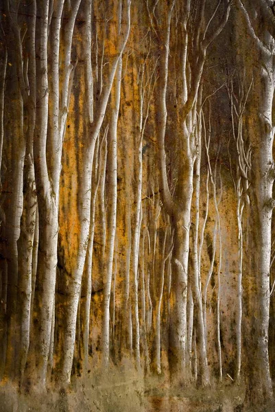 Floresta Faia Mecklemburgo Pomerânia Ocidental Alemanha Europa — Fotografia de Stock