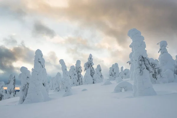Świerki Pokryte Śniegiem Fjell Zimą Park Narodowy Riisitunturi Posio Laponia — Zdjęcie stockowe