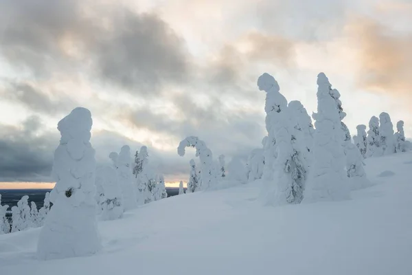 Abeto Cubierto Nieve Fjell Invierno Parque Nacional Riisitunturi Posio Laponia —  Fotos de Stock