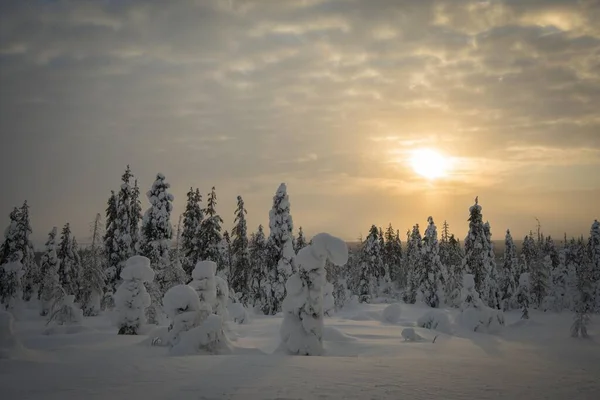 Épinettes Enneigées Gelée Hiver Parc National Riisitunturi Posio Laponie Finlande — Photo