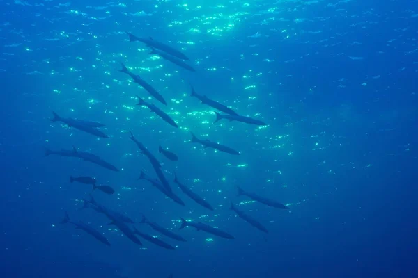 Escuela Sharpfin Barracuda Sphyraena Helleri Palaos Oceanía — Foto de Stock