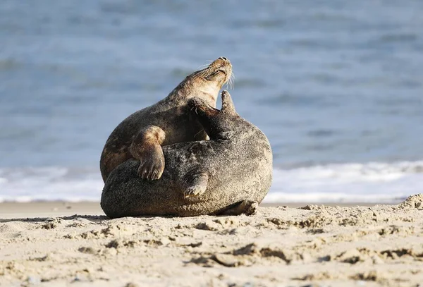 Two Grey Seals Halichoerus Grypus Pláži Helgoland Šlesvicko Holštýnsko Německo — Stock fotografie