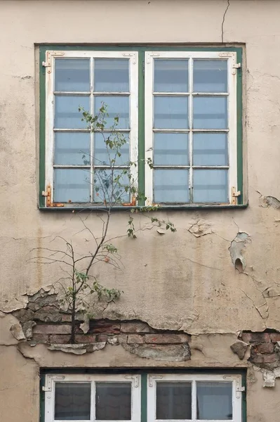 Boom Groeien Uit Een Muur Van Een Vervallen Huis Met — Stockfoto