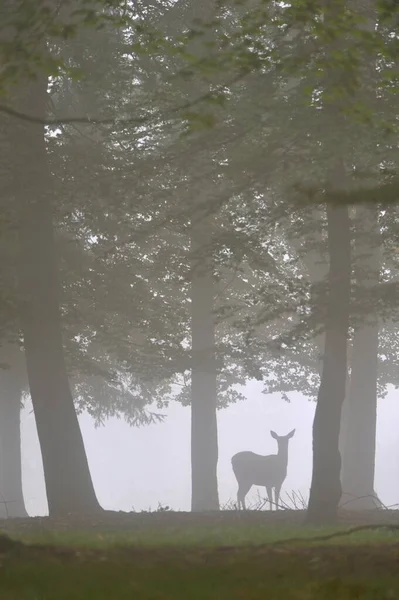 Kızıl Geyik Cervus Elaphus Arka Sonbahar Sisi Tutsak Baden Wrttemberg — Stok fotoğraf