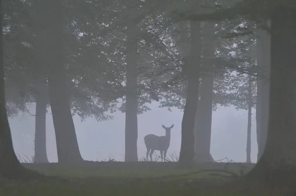 Kızıl Geyik Cervus Elaphus Arka Sonbahar Sisi Tutsak Baden Wrttemberg — Stok fotoğraf