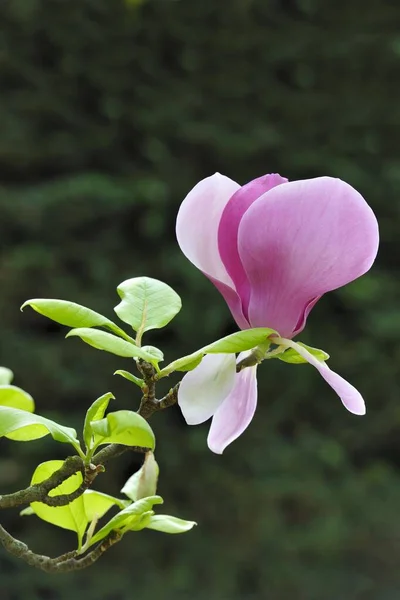 Ανθός Της Τουλίπας Μανόλιας Magnolia Soulangeana Amabilis Cultivar — Φωτογραφία Αρχείου