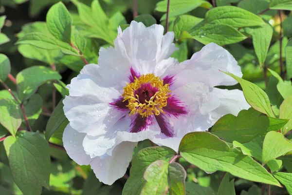 Closeup View Beautiful Peony Flowers — Stock Photo, Image