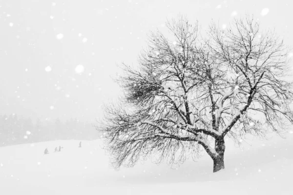 奥地利蒂罗尔白雪覆盖的树 — 图库照片