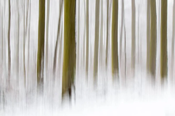 Winter Forest Abstract View Hesse Germany Europe — 图库照片