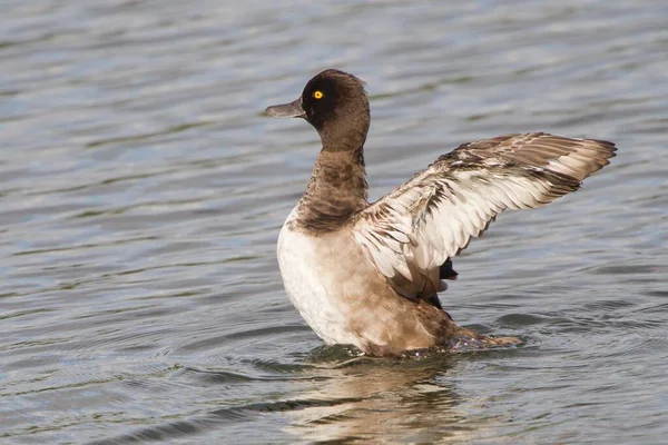 Tufted Duck Aythya Fuligula Κουνώντας Φτερά Της Στο Νερό Έσση — Φωτογραφία Αρχείου